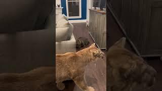 Funny pranks " #youtubeshorts #funny #viralvideo