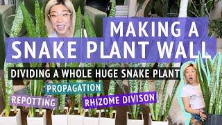 Making A Snake Plant Wall | Dividing & Repotting A Huge Snake Plant