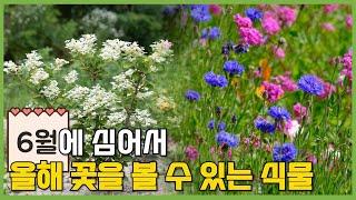 6월에 심어서 꽃을 볼 수 있는 식물 초보도 쉽게 기를 수 있는 식물 #가드닝 #정원 #정원가꾸기