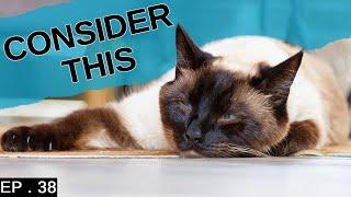 10 things to consider before getting a Siamese Cat ( DETAILED )