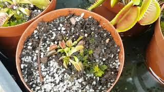 Gardening with Gabriel - Sowing seeds for the carnivorous Drosera capensis Part 1 of 3