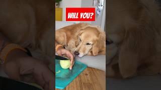 ‼️WILL YOU FEED HER‼️#dog #dogs #doglover #doglife #cutedog #goldenretriever #funnydog