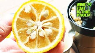 YUZU CITRUS TASTE TEST and REVIEW (Citrus junos) / We EXAMINE and BRIX this UNIQUE FRUIT