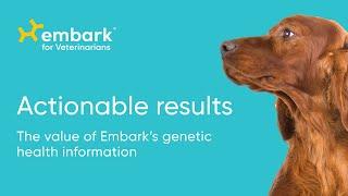 How veterinarians can use canine genetic health test results | Embark for Veterinarians