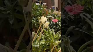 Ice plant flower blooming timelapse #flowergardening #floweringplants #springgarden