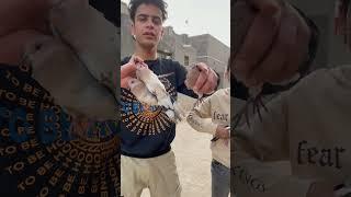 القروي علاوي