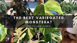 Plants of Instagram: Variegated Monstera Aurea | Rare Tropical Indoor Houseplants | Ep 101