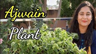 अजवाइन के पौधे की पूरी जानकारी / Ajwain plant care, uses and benefits / Herbs #gardening #plants