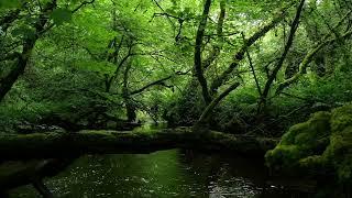 RELAXING SOUNDS OF FOREST STREAM WITH GENTLE NIGHTINGALE BIRDSONG, NATURE SOUNDS FOR DEEP SLEEP