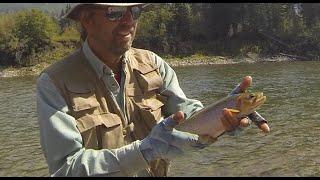 Dry Fly Fishing For Rocky Mountain Cut Throat Trout!