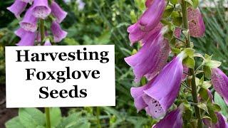 How to Harvest Foxglove Seeds