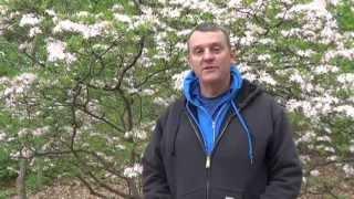 Norfolk Botanical Garden Video Blogs - Les Parks Native Azalea