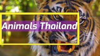 animals that live in thailand