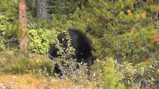 Study Tracks Black Bear Population In Middle Georgia