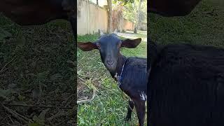 Female goat sound