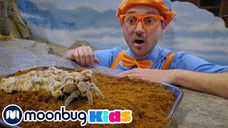 Блиппи кормит животных в зоопарке | Обучающие видео для детей | Blippi Russian