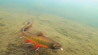 Ice Fishing for BROOK TROUT!! (Underwater View)