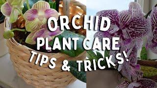 Orchid Plant Care Tips & Tricks! | Keep Your Orchid Houseplants Healthy!