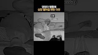 댕댕이 행동에 심장이 떨어질 뻔한 이유 #개깜놀