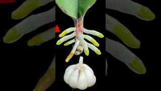 it's magical !!! Put it under the orchid The orchid immediately revived and bloomed all year round
