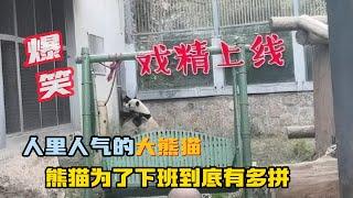 Hilarious! The popular giant panda, all drama stars are online. How hard can they work to getoffwork