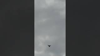 #pigeon Артамон 18.04.1025