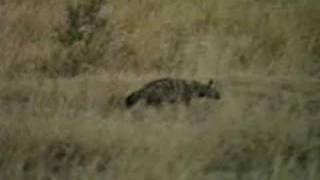 Animals of Botswana: Aardwolf