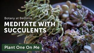 Meditative Succulent Houseplant Repotting — Ep 189