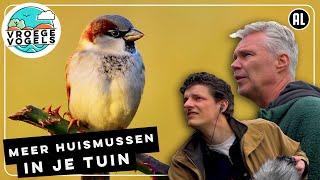 Hoe lok je huismussen naar je tuin | Radio | Vroege Vogels