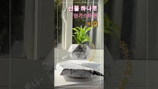 집들이선물 방 꾸미기 좋은 화분이에요~ #쿠팡추천 #집들이선물 #선물