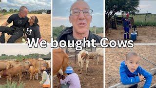 We Bought a Homestead? Come see our New Cows