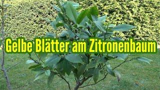 Zitronenbaum gelbe Blätter was tun Ursache und Lösung gegen gelbe Blätter Zitrone