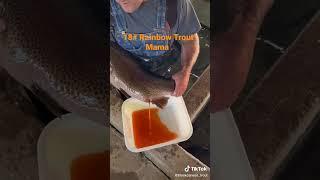 #trout #rainbowtrout Credit #blackcanyontrout #hatchery #fishstocking #fishspawn #rainbowtrout