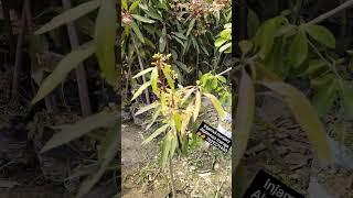 InjamuI Nursery Alphonso mango7029279400