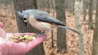 Hand-feeding Birds in Slow Mo - Tufted Titmouse, Red-bellied Woodpecker