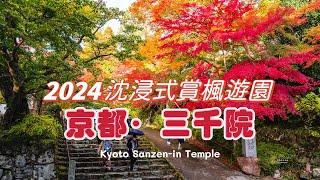 2024 Kyoto Autumn Colors: Stunning Sanzen-in Temple Foliage｜Must-Visit Fall Destination in Japan