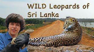 WILD Sri Lanka - Leopards of Yala NATURE DOCUMENTARY