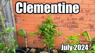 1 Year Update On My In-Ground Clementine Tree In The UK - July 2024