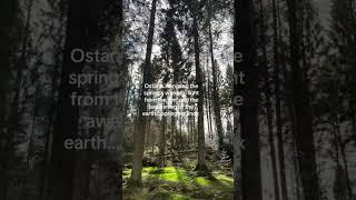 Spring. #nature #sunrise #scotlandsbeauty #love #forest #forestsounds