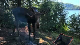 Morning Moose. Bigger Lake, Algonquin Park.