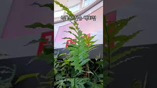 대왕 토끼발 고사리가 사는 백화점