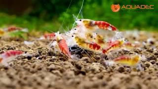 Caridina sp. Red Calceo (Aquadec.ro)