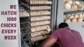 We hatch 1000 chicks every week from a 5280 capacity incubator.