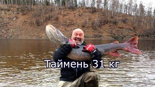 Таймень 31 кг. Первые два дня экспедиции за тайменем.Hucho taimen siberia 31 kg