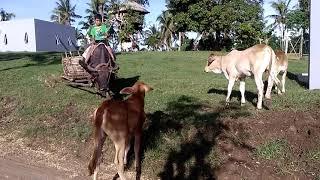 Small Kid Riding a Carabao to Get Water