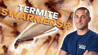 What Are Termite Swarmers?