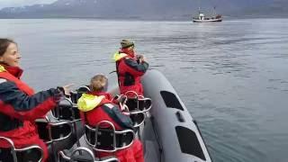 Whale Watching Akureyri - RIB tour 17 August at 10:00