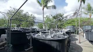 Hawaii Institute of Marine Biology (HIMB) at UH SOEST