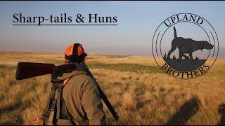 Sharp-tails & Huns - Montana 2024 - Part 2