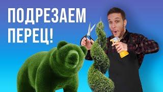 Подрезаем перец! | И немного бонсай | Grow Brothers